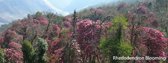 Ghorepani Poon Hill Trek